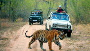 Golden Triangle with Ranthambore